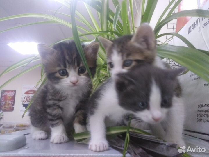 Котятки в добрые руки