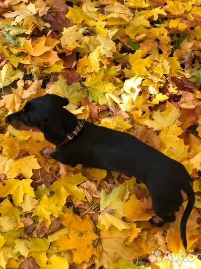 Кроличья такса вязка