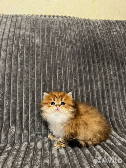 Британская кошка