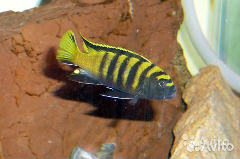 Яркие красочные аквариумные окуньки