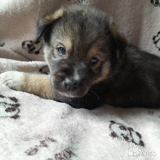 Щенки Бесплатно