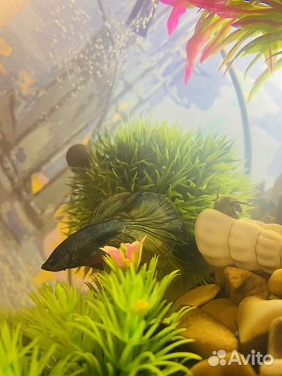 Петушок самец