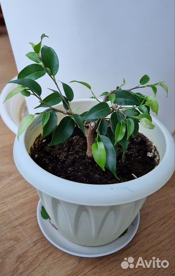 Фикус Бенджамина Наташа