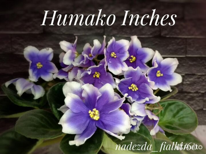 Набор из пяти сортовых стартеров фиалок