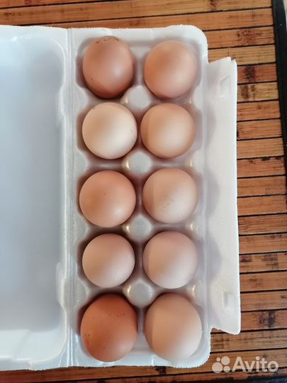 Домашние куриные яйца
