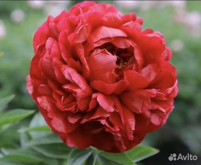 Саженцы пионов