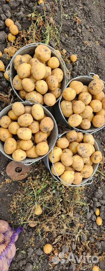 Картофель деревенский с доставкой