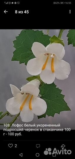 Укорененные черенки