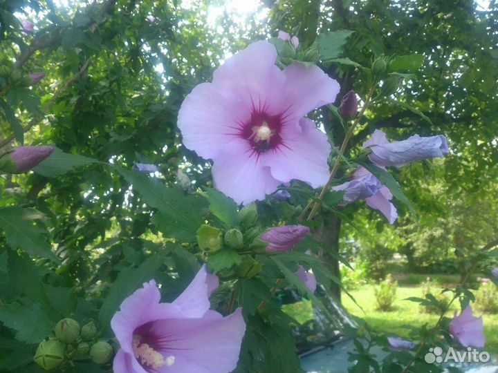 Гибискус семена