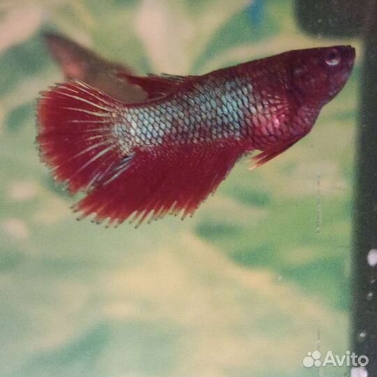 Рыбка петушок
