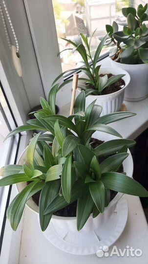 Цветы комнатные