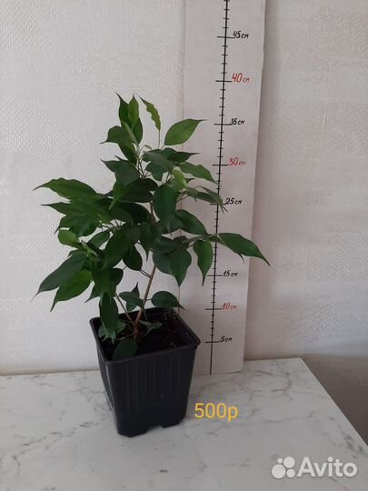 Фикус. Комнатные растения