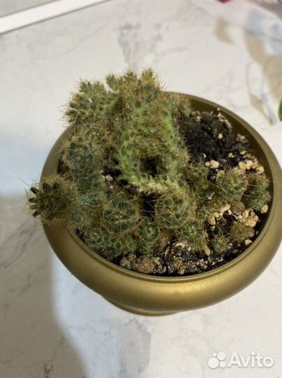 Кактус маммилярия