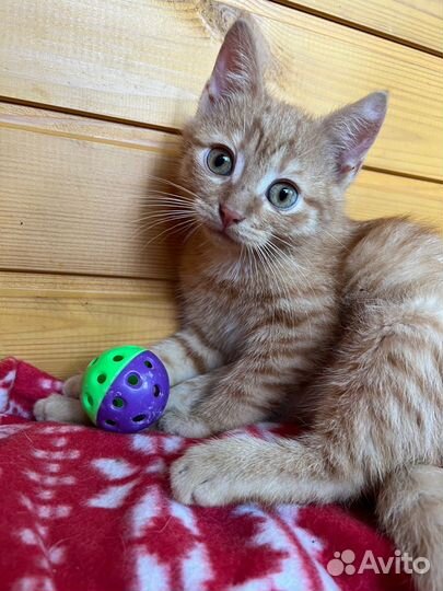 Цукатик с огромными глазами ищет дом