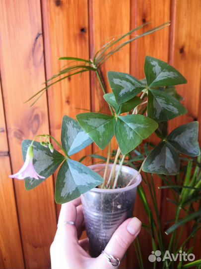 Кислица-оксалис- 