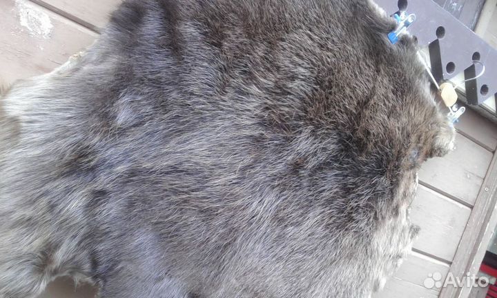 Шкурки дикого животного