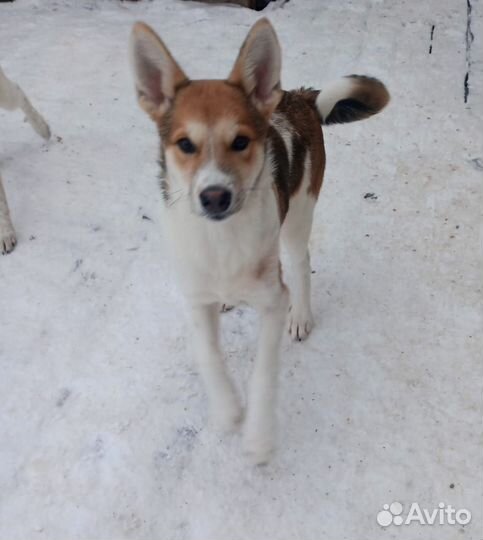 Метис лайки