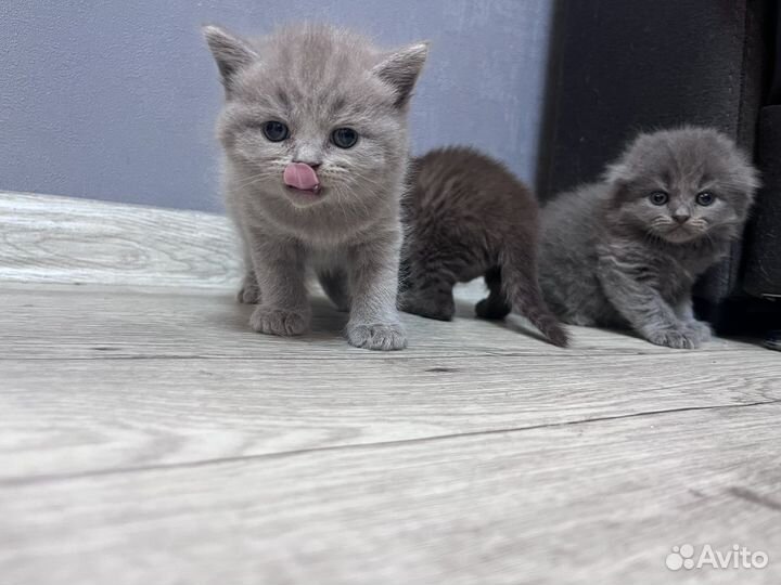 Шотландские котята