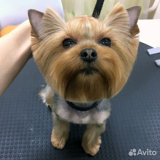 Стрижка собак мелких и средних пород