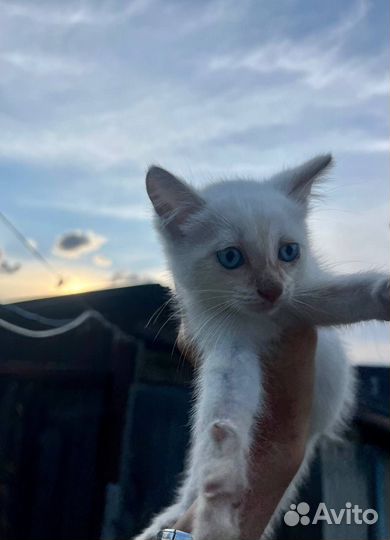 Отдам котенка в добрые руки