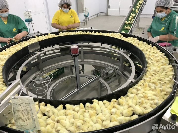 Вакцинированные цыплята бройлера на 05 августа