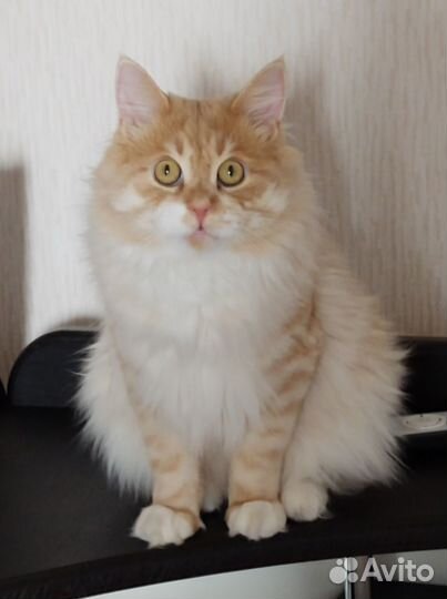 Кот вязка