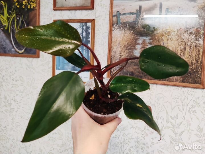 Филодендрон Ред Эмеральд/Клубничный Шейк