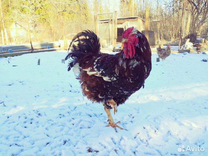 Ливенская ситцевая яйцо инкубационное