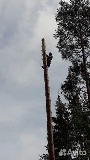 Спилить дерево,удалить дерево