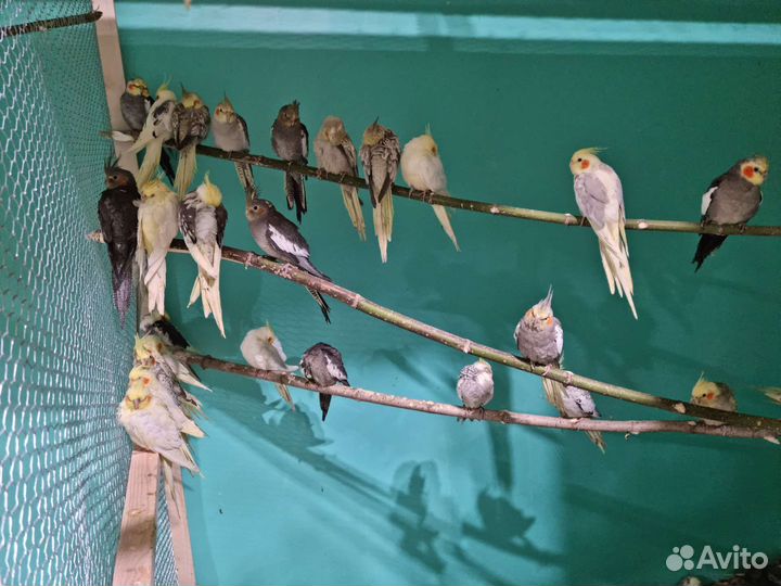 Попугай Корелла, неразлучник, волнистый,какарик