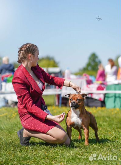 Услуги хендлера