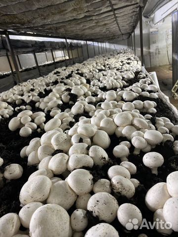 Ферма по выращиванию грибов шампиньонов объявление продам