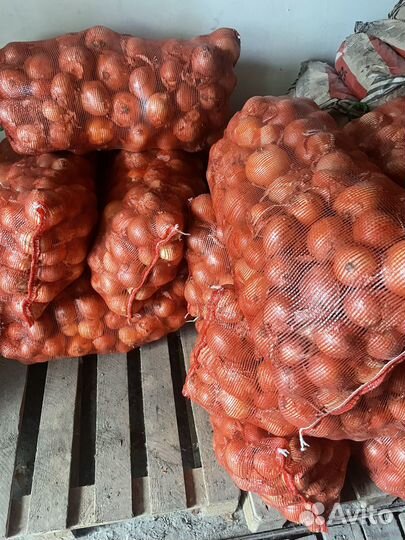 Лук крупный