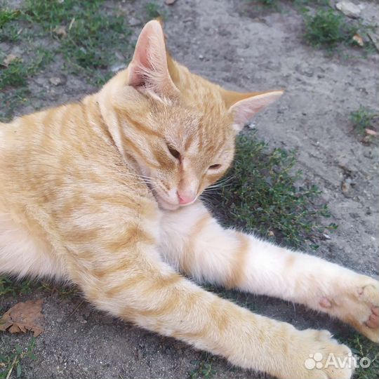 Котенок мальчик бесплатно