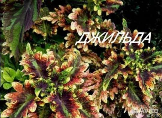 Колеусы вегетативные