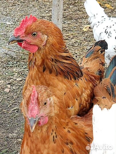 Молодые петушки кучинская юбилейная и пушкинская