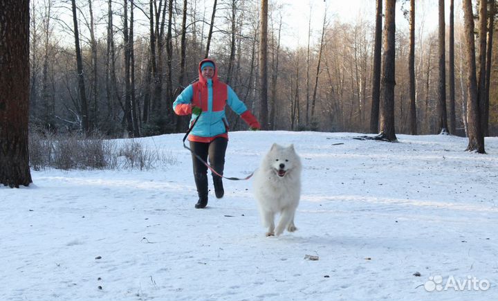 Передержка с отзывами, няня для собак, выгул