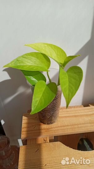 Резные домашние растения