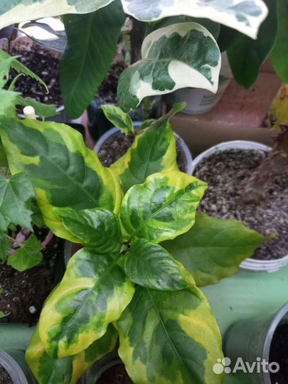 Уатфельдия,граптофилум