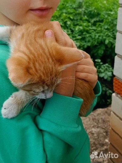 Кошка в дар