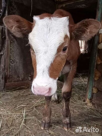 Тёлка 4 месяца