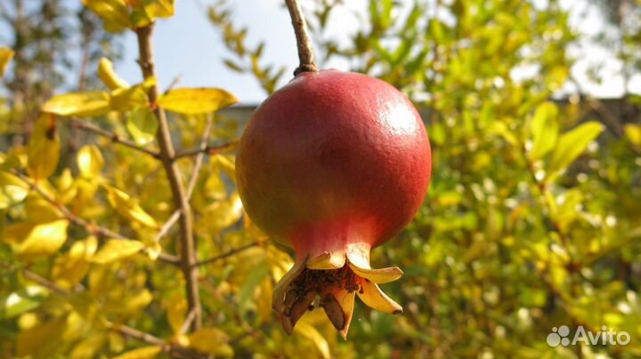 Саженцы крупного граната