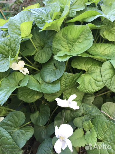 Фиалка белая многолетняя