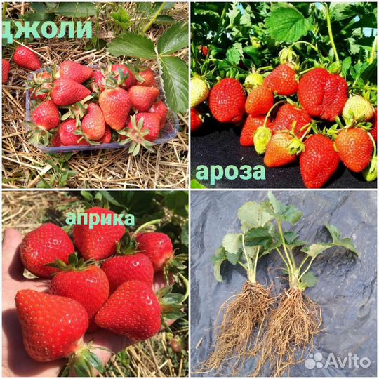 Рассада клубники