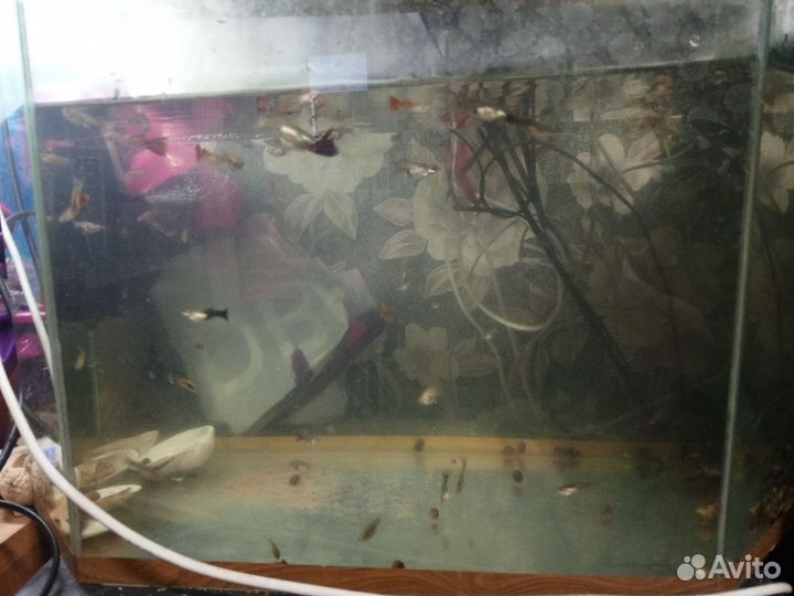 Аквариумные рыбки гуппи