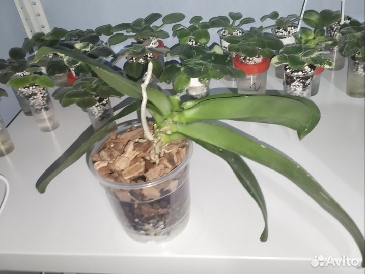 Орхидея фаленопсис