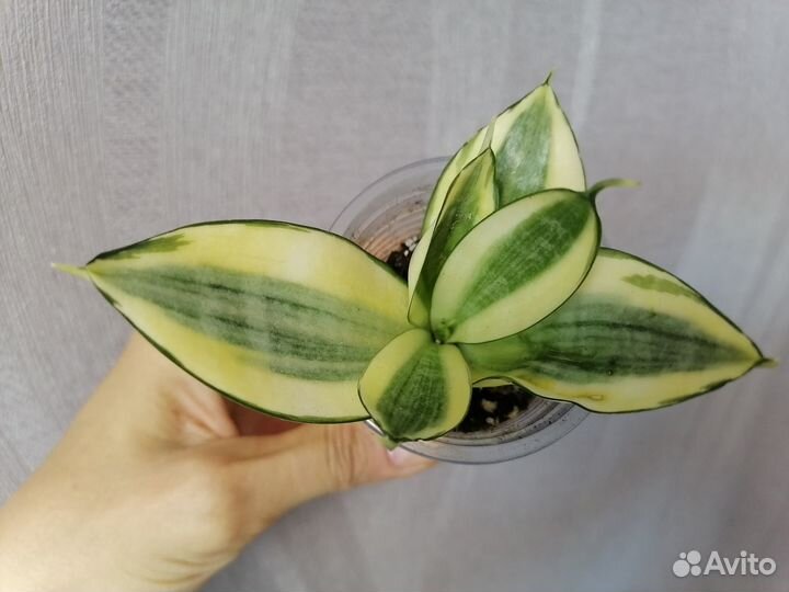 Сансевиерии,Пеперомия Рейндроп,Алоэ,Аихризон