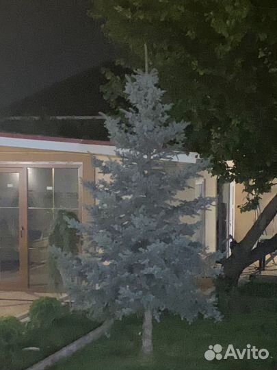 Ель голубая 3,5 м