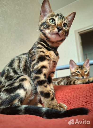Бенгальский котенок девочка