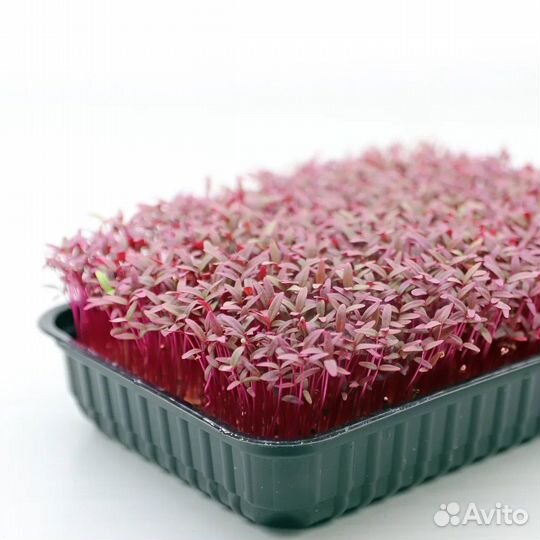 Микрозелень 